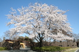ホワトイタイガー前の桜