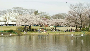 20160409ハッピーオンステージ下の桜