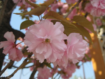 23八重桜(アップ)