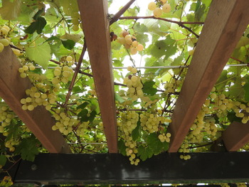 DSCN0708