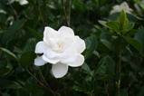 7・8クチナシ八重