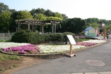 芝桜遠景