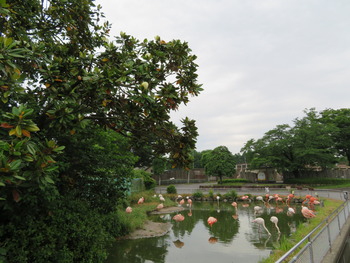 25タイサンボク2