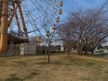 31河津桜(チーズ下)