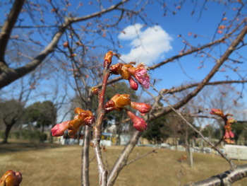18河津桜(アップ)3