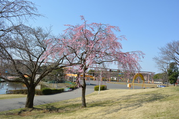 23 枝垂桜2