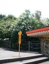 キョウチクトウ 遠景