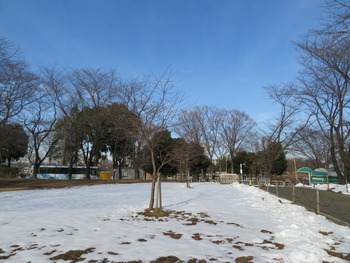 31河津桜(ファーム)