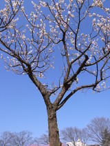 H21.3.5梅1