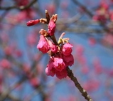 H21.3.7寒緋桜