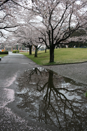 7桜4