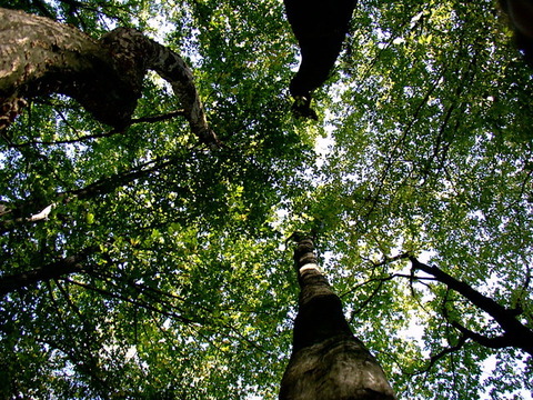 trees-1556765-640x480