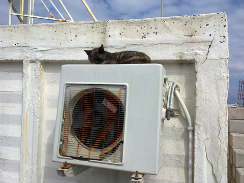 cat-resting-on-air-conditioner-1203453-640x480