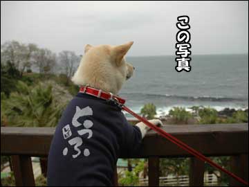 名前入りシャツ-2コマ