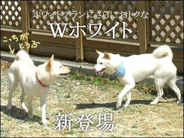 さらにおトクな-5コマ
