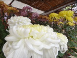 ・菊花展 123