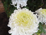 ・菊花展 122