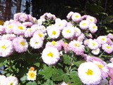 ・菊花展 121