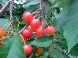 6a352c87.jpg