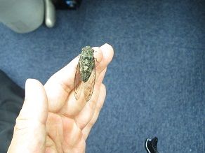 IMG_0602