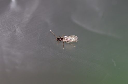 IMGP9217
