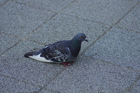 IMGP3795