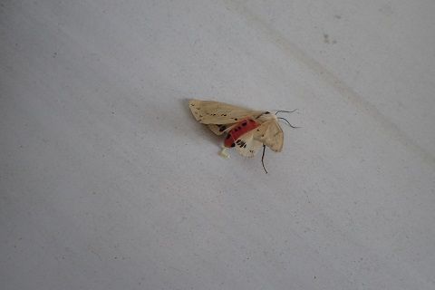 P5080191