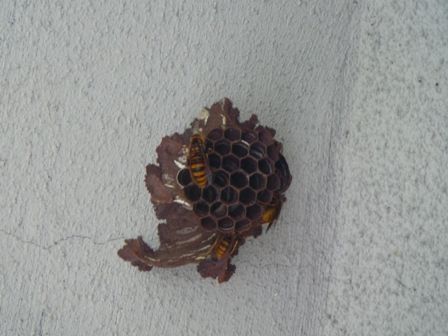 ハチの巣1