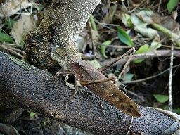 タイワンクツワムシ2