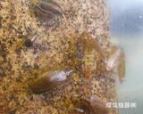 チャバネゴキブリ配偶行動