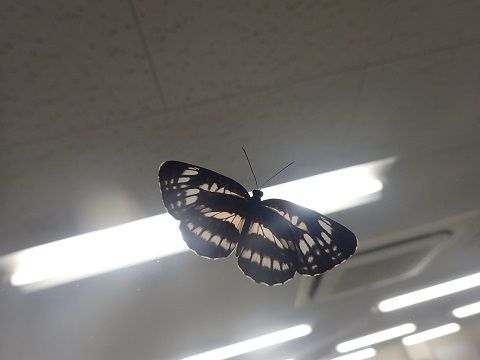P8040506