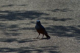 IMGP0753