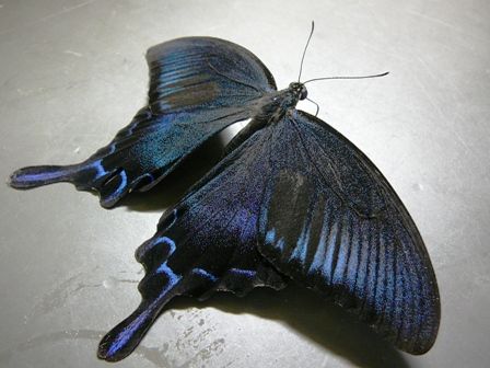 P1010197