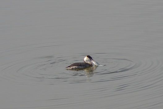 IMGP5198