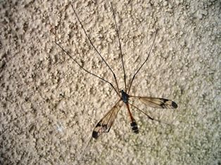 IMG_1518