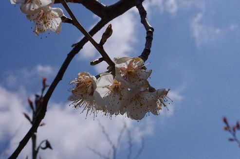 IMGP0482