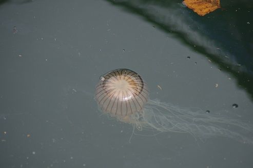 IMGP7897
