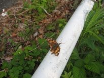 IMG_4420