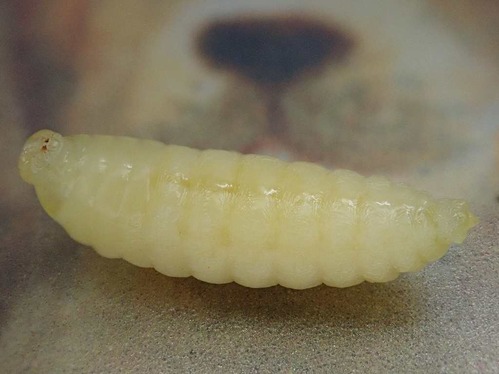 PB080009