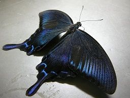 P1010197