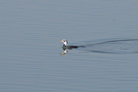 IMGP5194カワウ若鳥