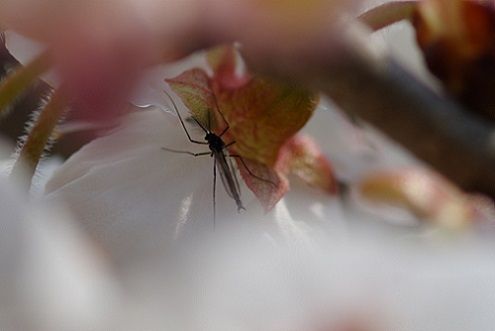 IMGP0738 - コピー