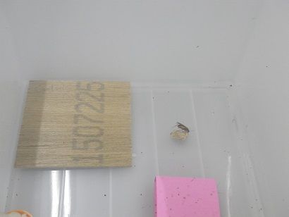 IMGP5250