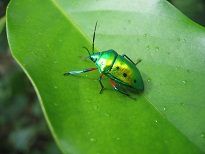 ナナホシキンカメムシ