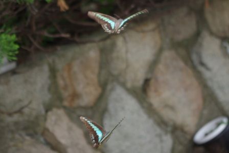 IMGP7742