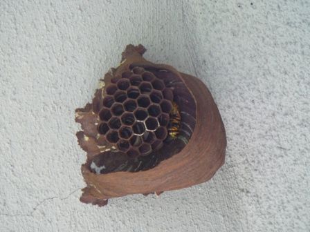 ハチの巣3