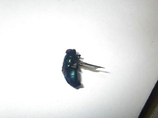 IMGP8342