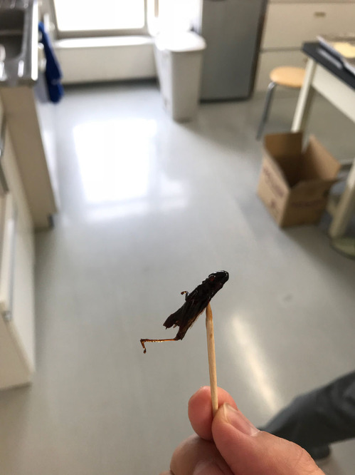 iOS の画像 (2)