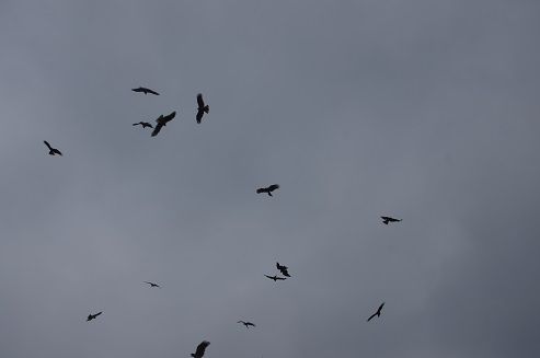IMGP0990