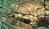 桜02